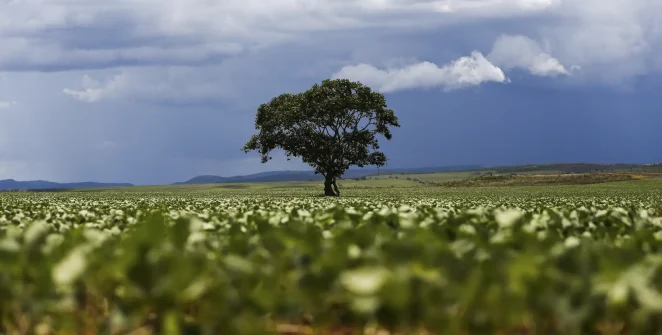 Crédito rural de R$ 92,4 bilhões foi para áreas com alertas ambientais, aponta MapBiomas