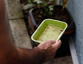 El Niño pode impulsionar surto de dengue e chikungunya; Ministério da Saúde reforça alerta