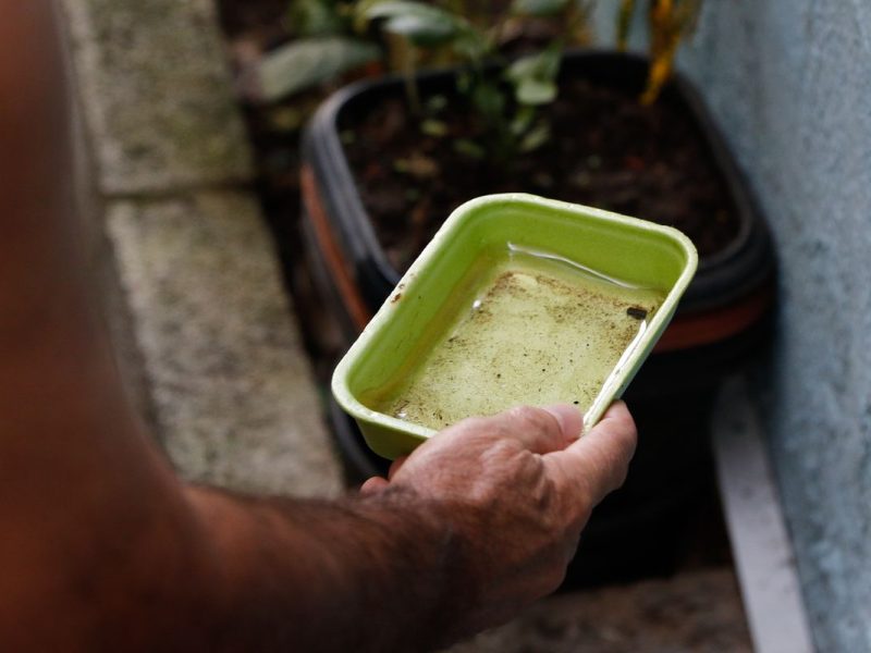 El Niño pode impulsionar surto de dengue e chikungunya; Ministério da Saúde reforça alerta