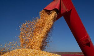 IBGE estima safra recorde de 347,4 milhões de toneladas para 2026