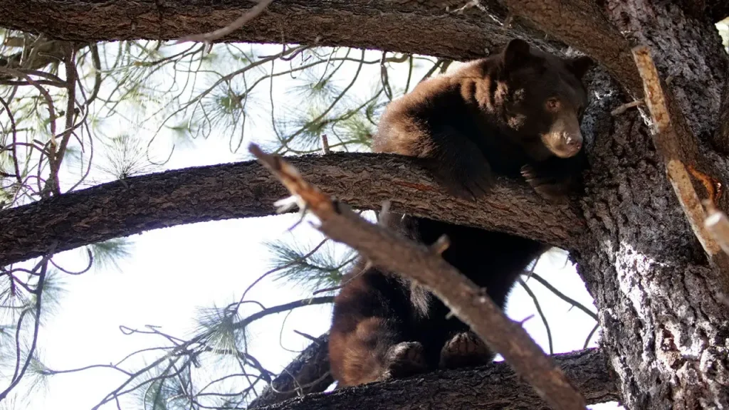Urso-negro ataca homem perto de casa em Lake Tahoe; spray de urso afasta animal