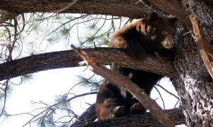 Black bear charges man at Lake Tahoe home, bear spray drives it off