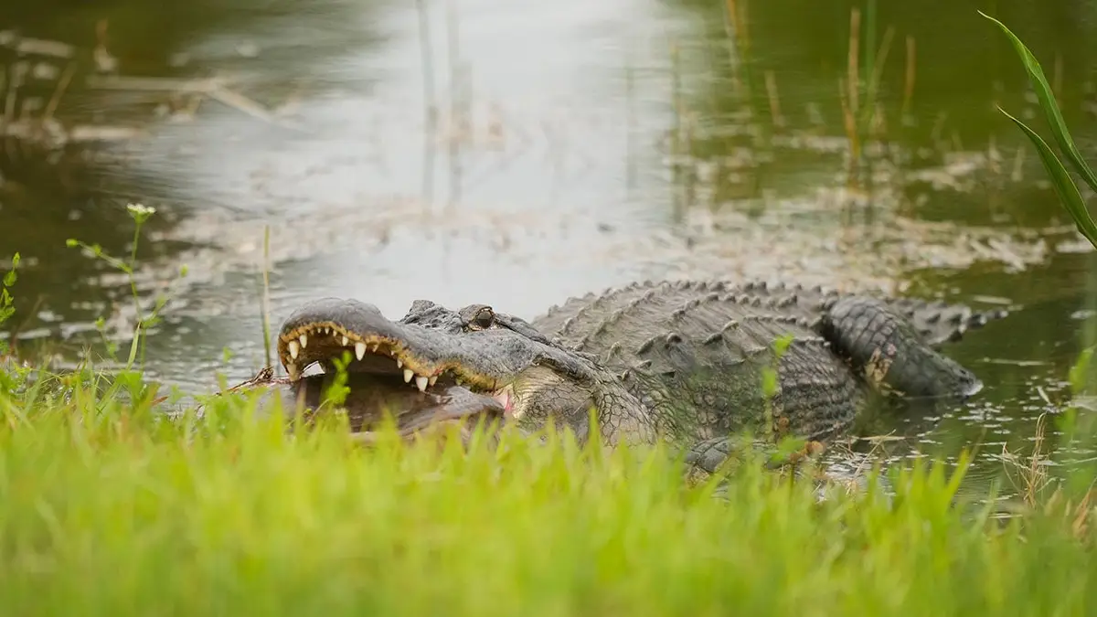 n alligator and turtle by the second hole green during the second round of the Senior PGA Championship