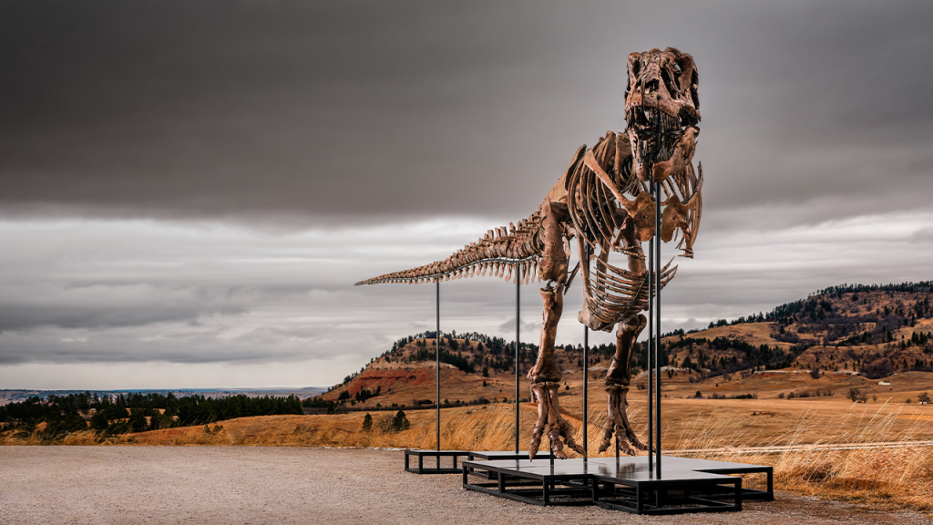Esqueleto de Tiranossauro Rex apelidado de Gus é vendido por US$ 50,1 milhões em leilão recorde da Sothebys