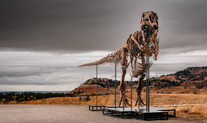 T. rex skeleton Gus sells for a record $50M at Sotheby's auction