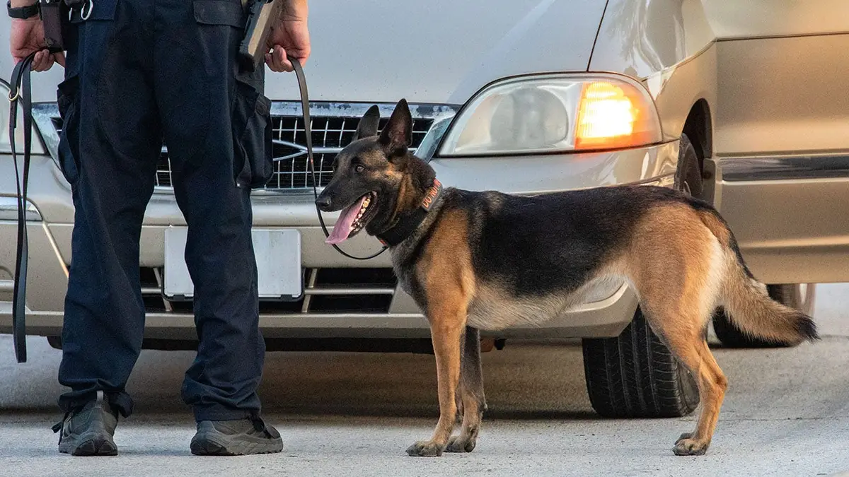Police dog searches inside a vehicle during a traffic stop.