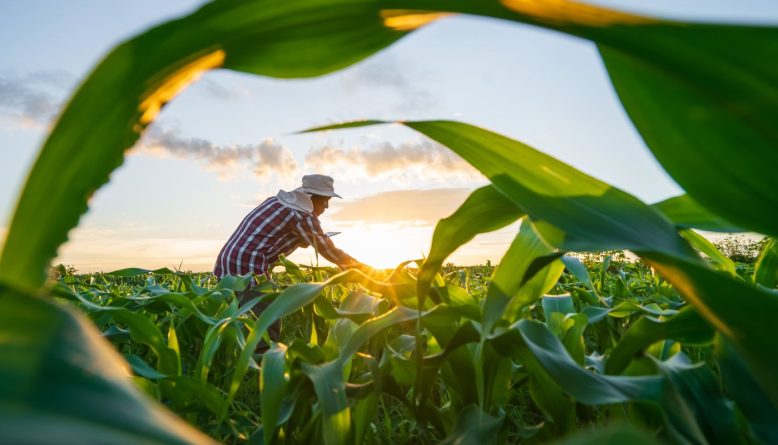Governo finaliza MP que renegocia dívidas do agro com foco em perdas climáticas