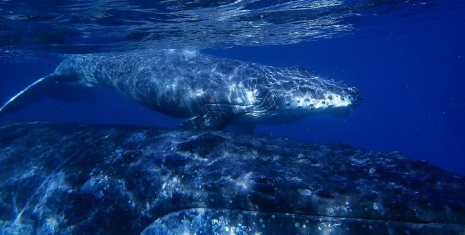 Câmara aprova urgência para projeto que reduz APA da Baleia Franca em Santa Catarina