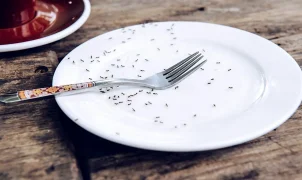 South Korea Michelin restaurant charged for serving ants on sorbet