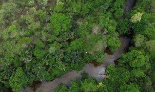 Coalizão lança projeto para restaurar 600 mil hectares de vegetação nativa no Brasil