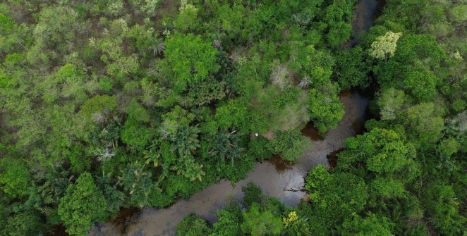 Coalizão lança projeto para restaurar 600 mil hectares de vegetação nativa no Brasil