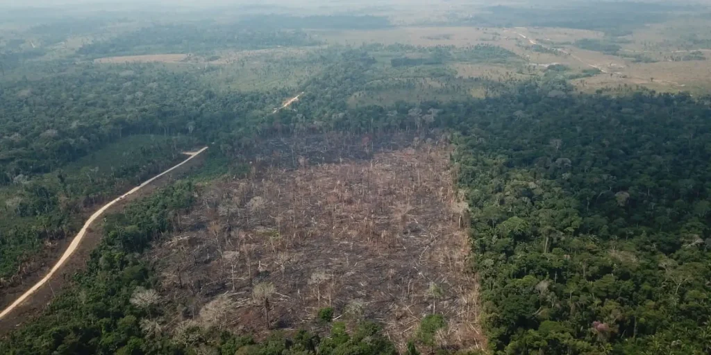 Desmatamento na Amazônia cai 35% em junho, aponta Inpe; Cerrado também registra recuo