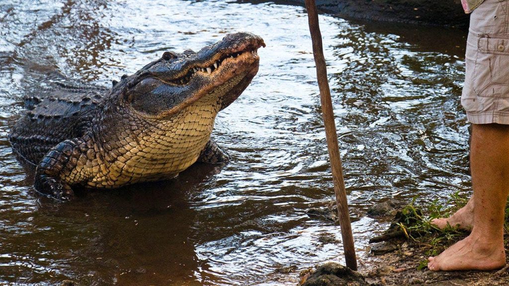 Aposentado de 71 anos luta contra jacaré com vara de pescar e sobrevive em Fort Myers