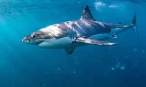Shark safety tips experts say can prevent an attack this summer season