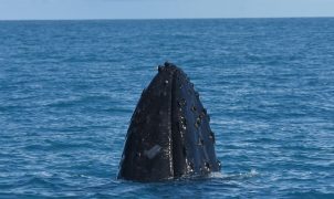 Salvador ganha novo ponto de observação de baleias jubarte no Farol da Barra