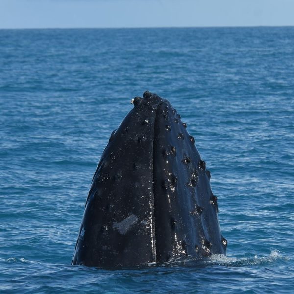 Salvador ganha novo ponto de observação de baleias jubarte no Farol da Barra