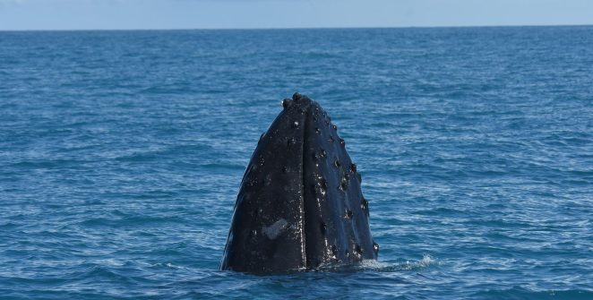 Salvador ganha novo ponto de observação de baleias jubarte no Farol da Barra