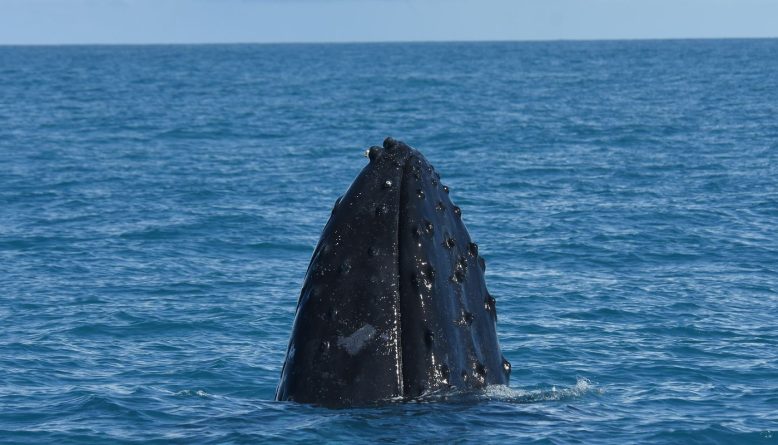 Salvador ganha novo ponto de observação de baleias jubarte no Farol da Barra