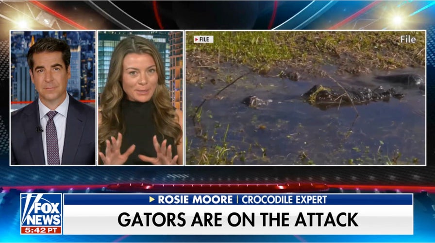 Crocodile expert speaks out on increase in gator attacks