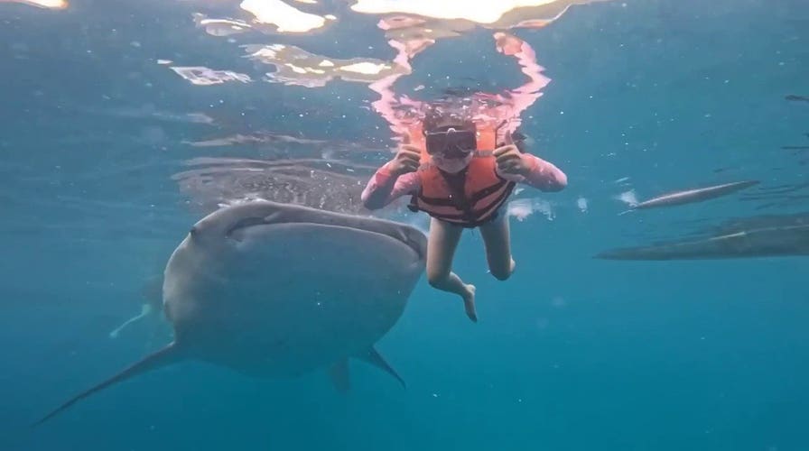 Massive whale shark catches swimmer off guard with sudden nudge encounter
