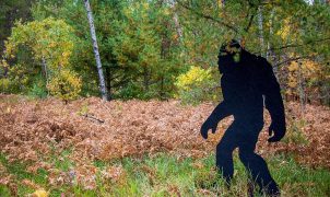Witness recounts Fourth of July weekend Bigfoot sighting in Connecticut, says ‘there were no boobs’