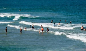 Blacktip sharks expanding migration range to Long Island, study says