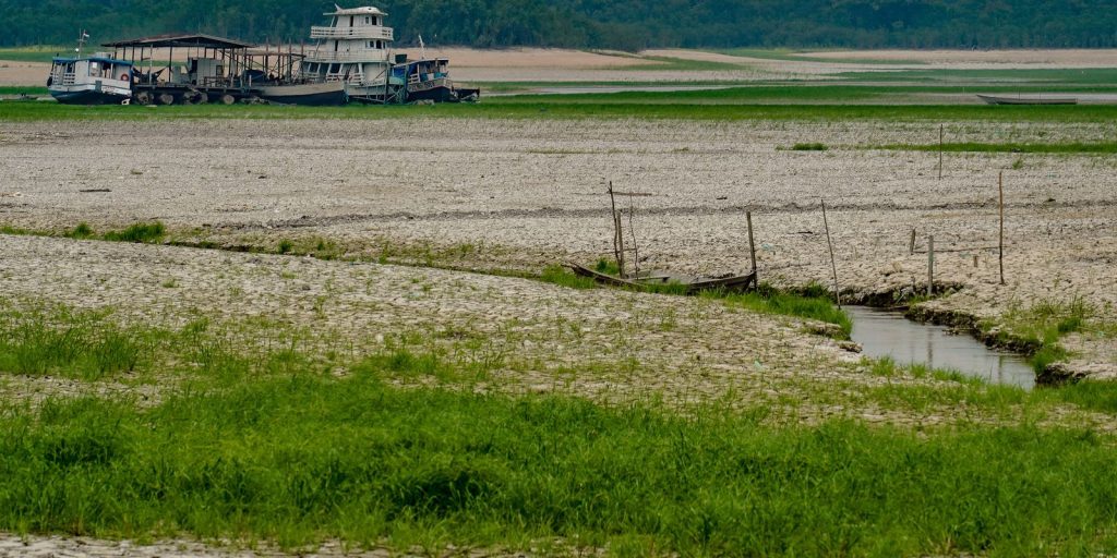 Amazônia desenvolve estratégias de sobrevivência diante do avanço das secas, aponta estudo