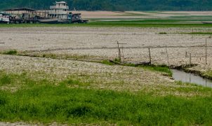 Amazônia desenvolve estratégias de sobrevivência diante do avanço das secas, aponta estudo
