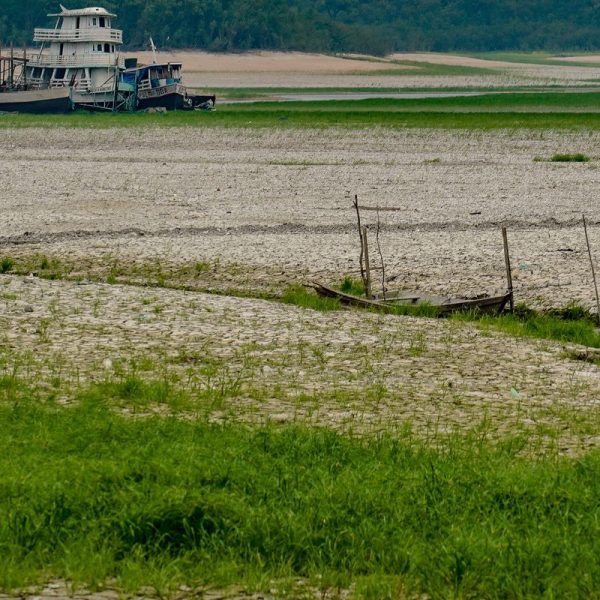 Amazônia desenvolve estratégias de sobrevivência diante do avanço das secas, aponta estudo