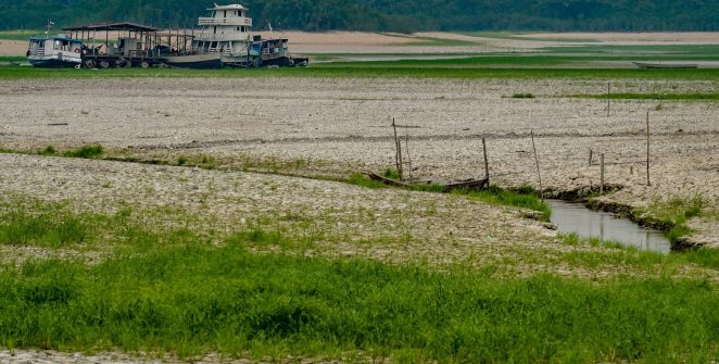 Amazônia desenvolve estratégias de sobrevivência diante do avanço das secas, aponta estudo