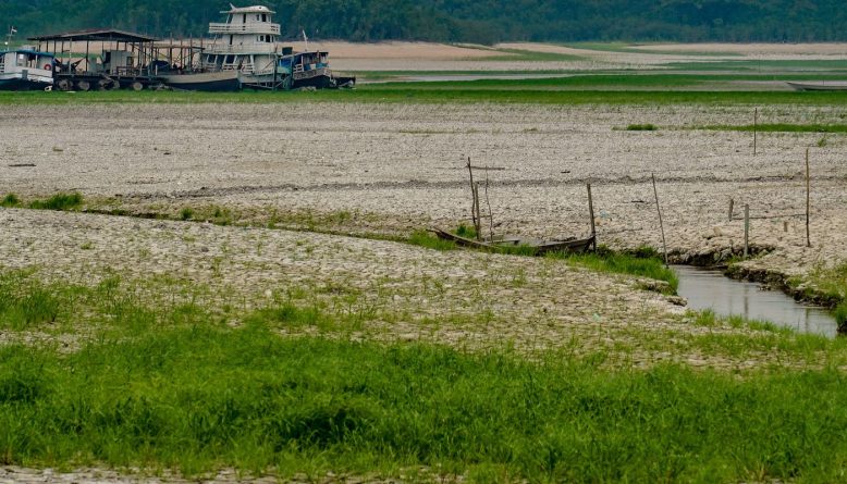 Amazônia desenvolve estratégias de sobrevivência diante do avanço das secas, aponta estudo