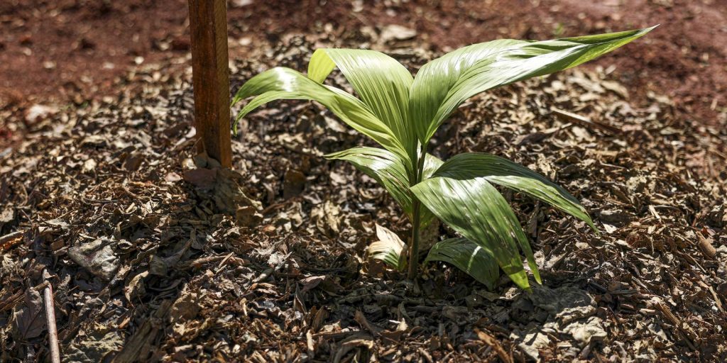 Sesi Lab inaugura Cultiva Lab, sistema agroecológico com 340 plantas de quatro biomas brasileiros