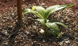 Sesi Lab inaugura Cultiva Lab, sistema agroecológico com 340 plantas de quatro biomas brasileiros