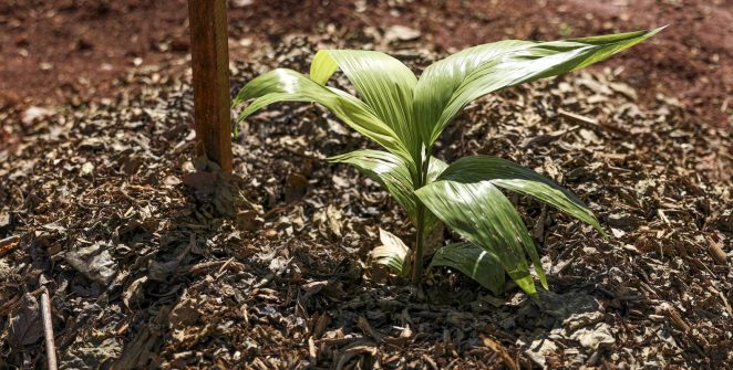 Sesi Lab inaugura Cultiva Lab, sistema agroecológico com 340 plantas de quatro biomas brasileiros