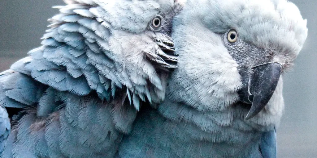 Três ararinhas-azuis reintroduzidas na Bahia são mortas por aves de rapina; projeto segue com novas solturas