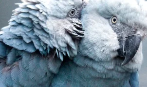 Três ararinhas-azuis reintroduzidas na Bahia são mortas por aves de rapina; projeto segue com novas solturas
