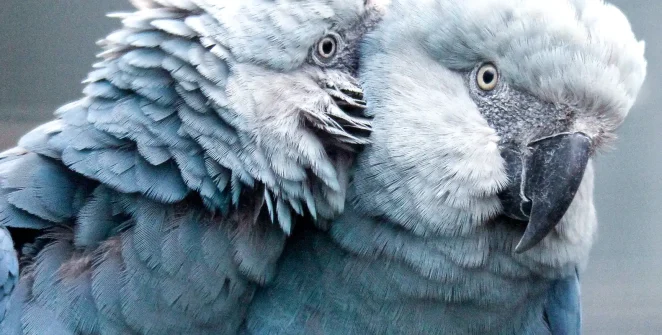Três ararinhas-azuis reintroduzidas na Bahia são mortas por aves de rapina; projeto segue com novas solturas