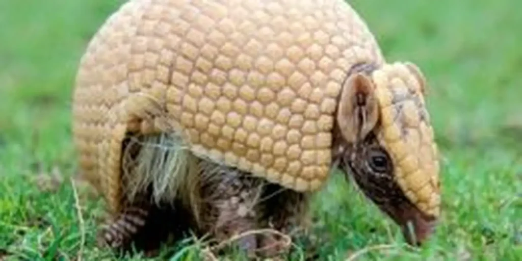 Tatu-bola, mascote da Copa de 2014, segue ameaçado e ganhará plano nacional de conservação