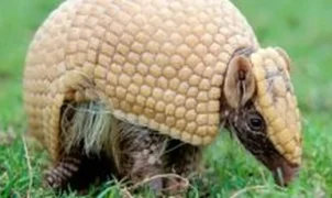 Tatu-bola, mascote da Copa de 2014, segue ameaçado e ganhará plano nacional de conservação
