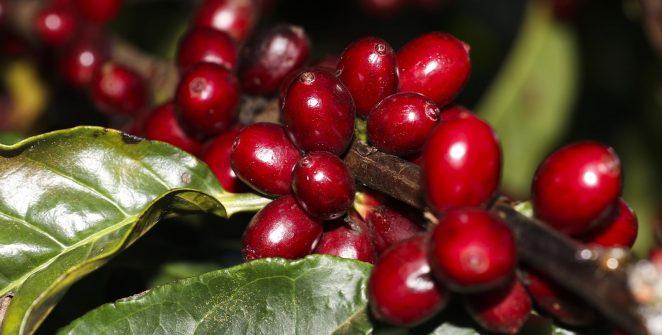 Aeronaves, petróleo, café e carne ficam de fora do tarifaço dos EUA; Brasil reage