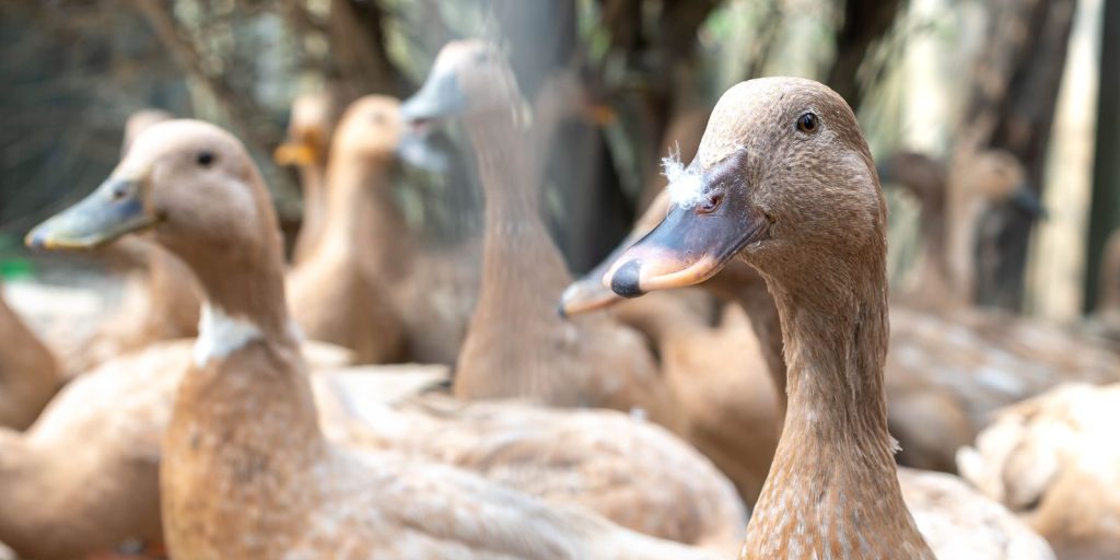 Lei que proíbe produção e venda de foie gras é sancionada; multas e detenção estão previstas