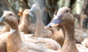 Lei que proíbe produção e venda de foie gras é sancionada; multas e detenção estão previstas