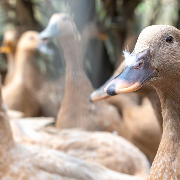 Lei que proíbe produção e venda de foie gras é sancionada e entra em vigor em 180 dias