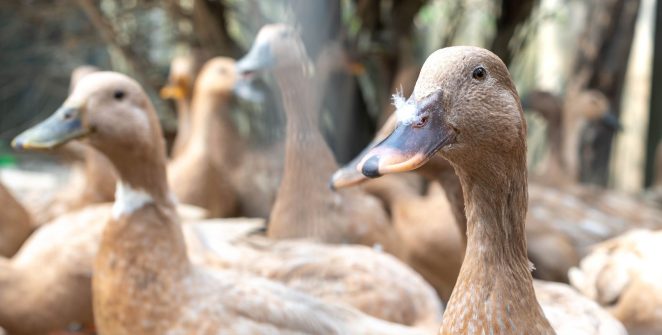 Lei que proíbe produção e venda de foie gras é sancionada; multas e detenção estão previstas