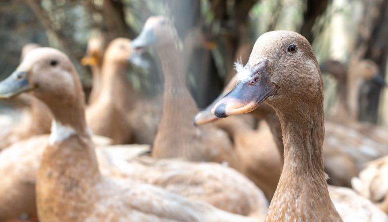 Lei que proíbe produção e venda de foie gras é sancionada; multas e detenção estão previstas