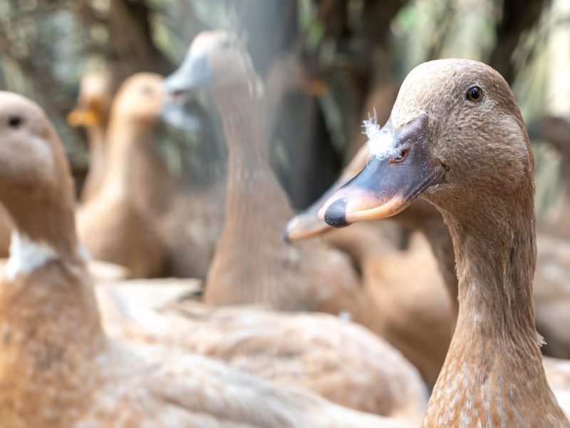 Lei que proíbe produção e venda de foie gras é sancionada; multas e detenção estão previstas