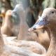 Lei que proíbe produção e venda de foie gras é sancionada; multas e detenção estão previstas