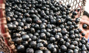China libera procedimentos para exportação de polpas e frutas congeladas do Brasil