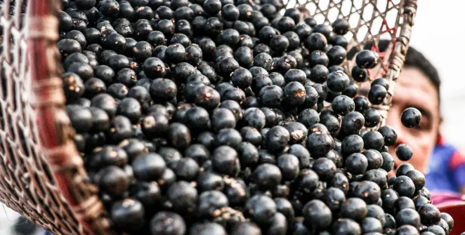 China libera procedimentos para exportação de polpas e frutas congeladas do Brasil