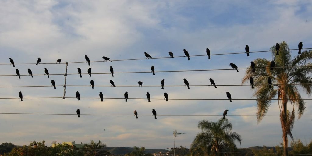 Foto de pássaros em fios elétricos vira sinfonia e conquista Leão de Ouro em Cannes 17 anos depois